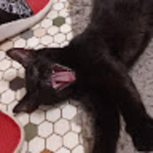 Meet your Posher, Rosemary